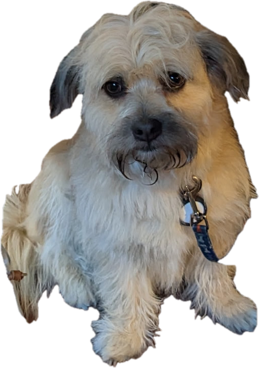 Charlie, a fluffy little dog, sitting and looking at you